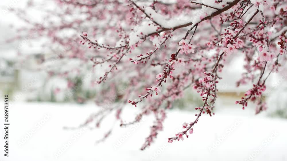 Flowering cherry tree covered with snow in a park or garden while it snows. Change climate, global warming. Flowering cherry tree covered with snow in a park or garden while it snows. Change climate, global warming.