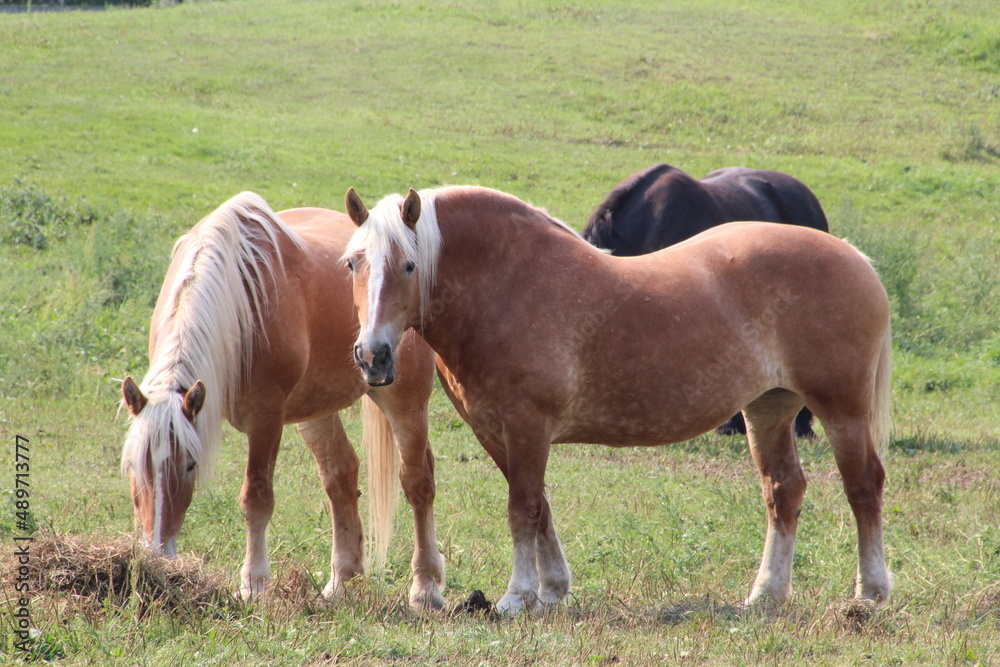 horse and foal in the field