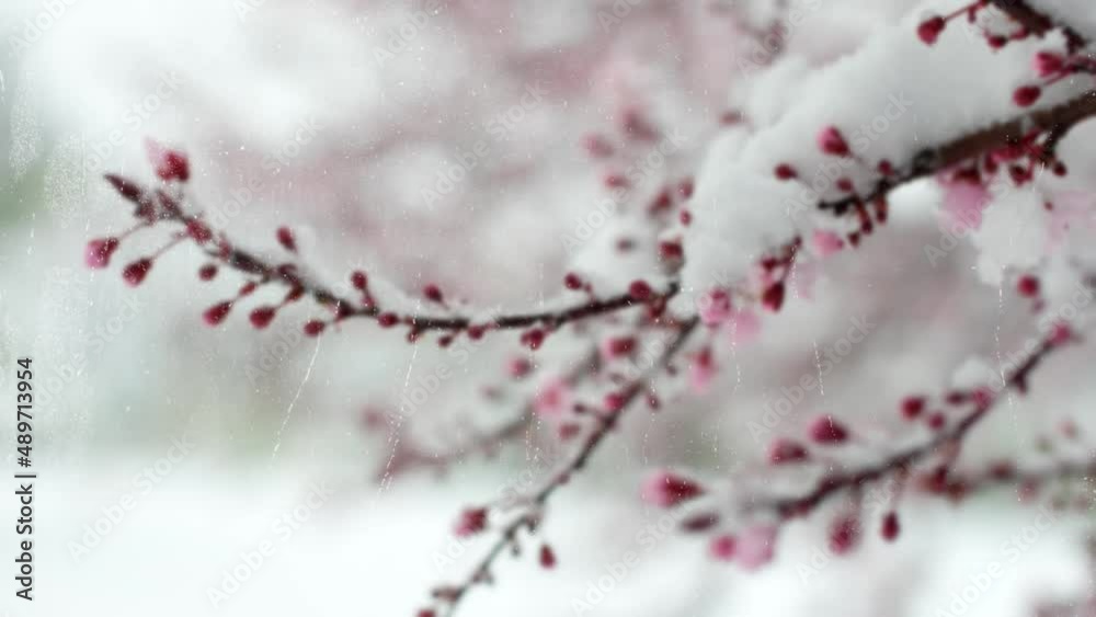 Closeup of a flowering cherry tree covered with snow through a window while it snows. Closeup of a flowering cherry tree covered with snow through a window while it snows.