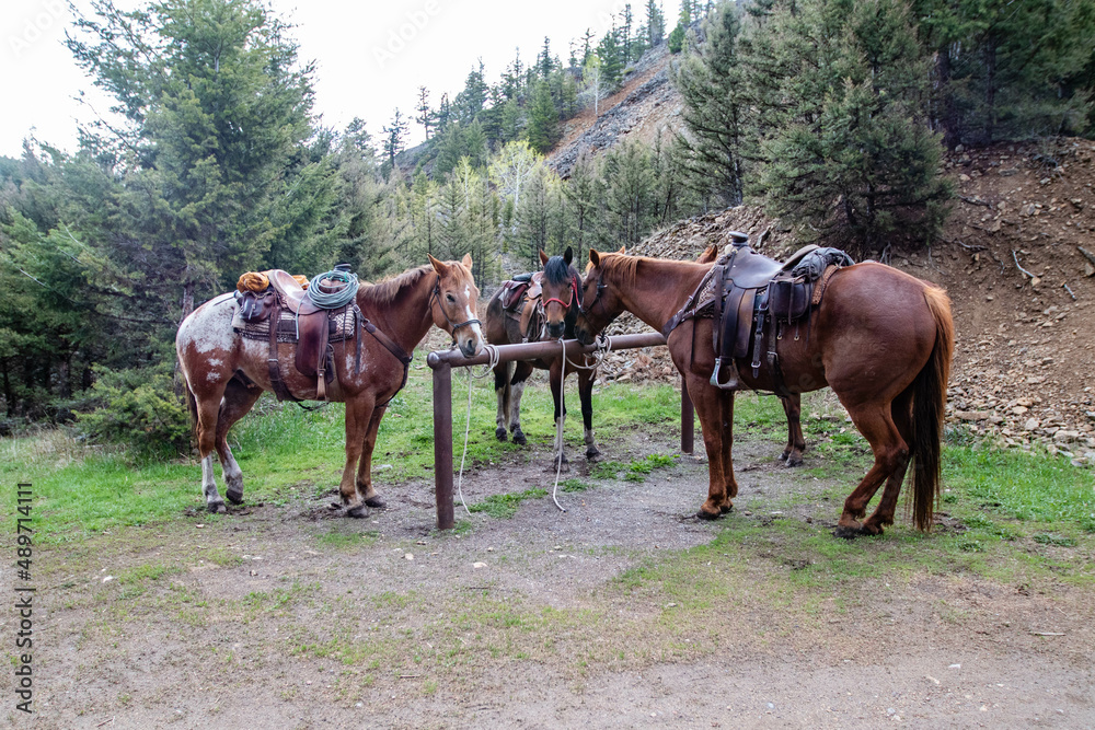 Yellowstone National Park, Wyomong, USA, May, 26, 2021: Park ranger horses ready to take the rangers on the Hellroaring Trail to do maintenance Yellowstone National Park, Wyomong, USA, May, 26, 2021: Park ranger horses ready to take the rangers on the Hellroaring Trail to do maintenance