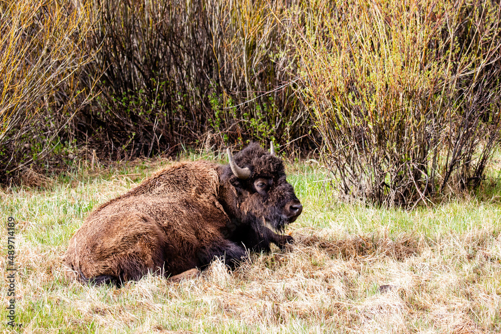 Bison (Bison bison) resting in Lamar Valley at Yellowstone National Park in May