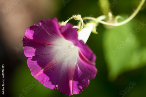 violet Morning glory  photo