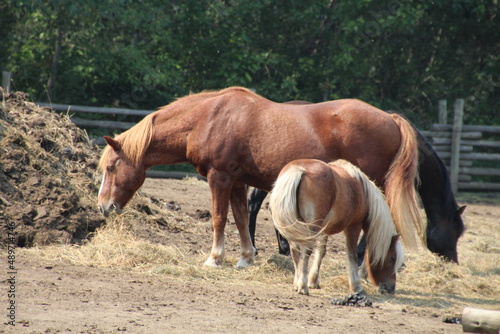 mare and foal, Fort Edmonton Park, Edmonton, Alberta