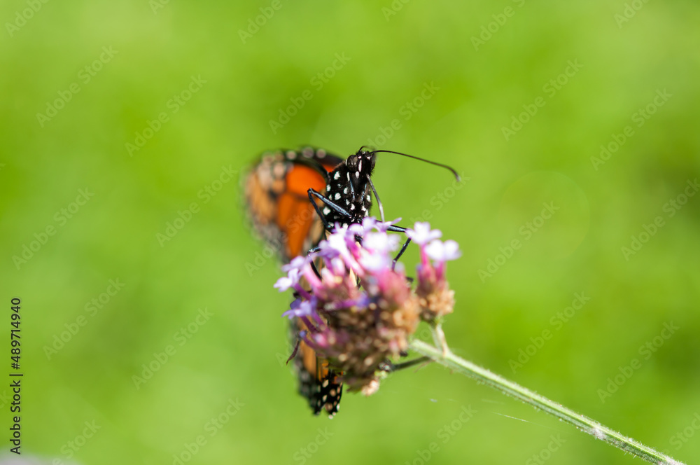 monarch butterfly on a flower - front view monarch butterfly on a flower - front view