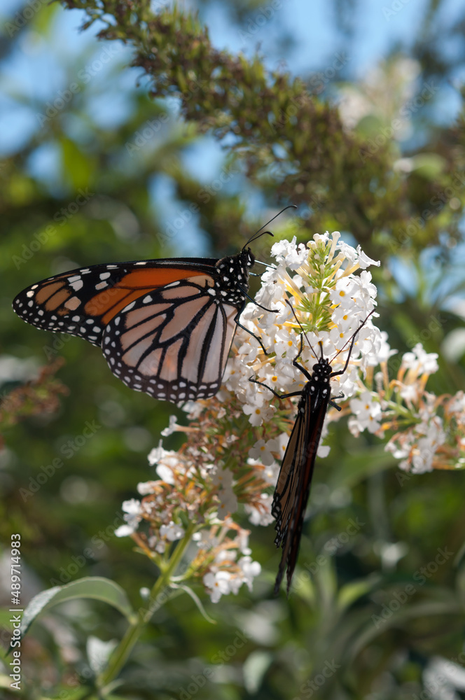 two monarch butterflies share a Buddleja davidii blossom two monarch butterflies share a Buddleja davidii blossom