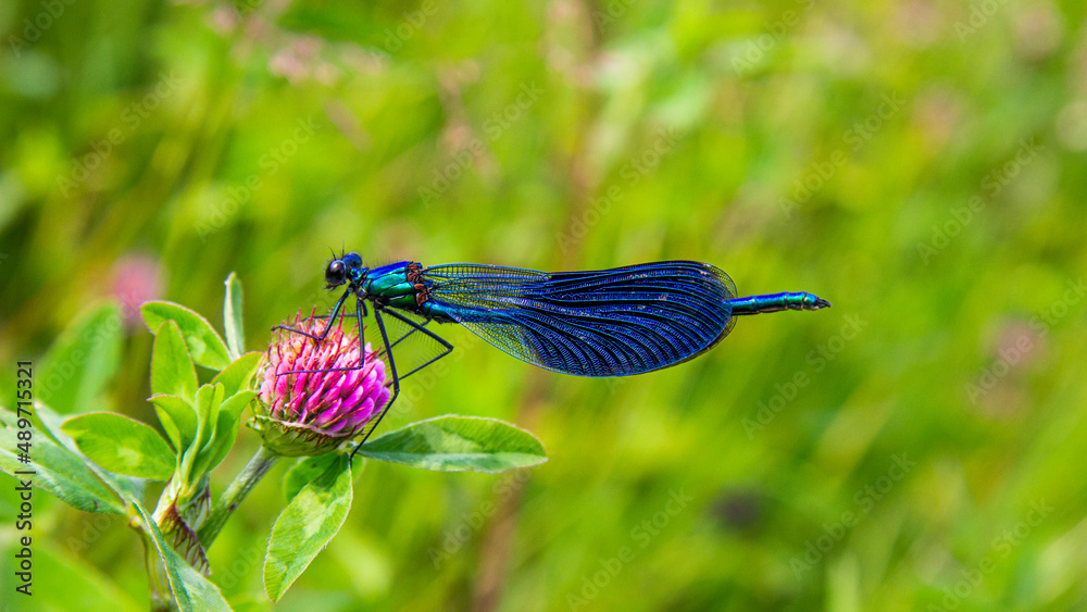 Dragonfly on a flower Dragonfly on a flower