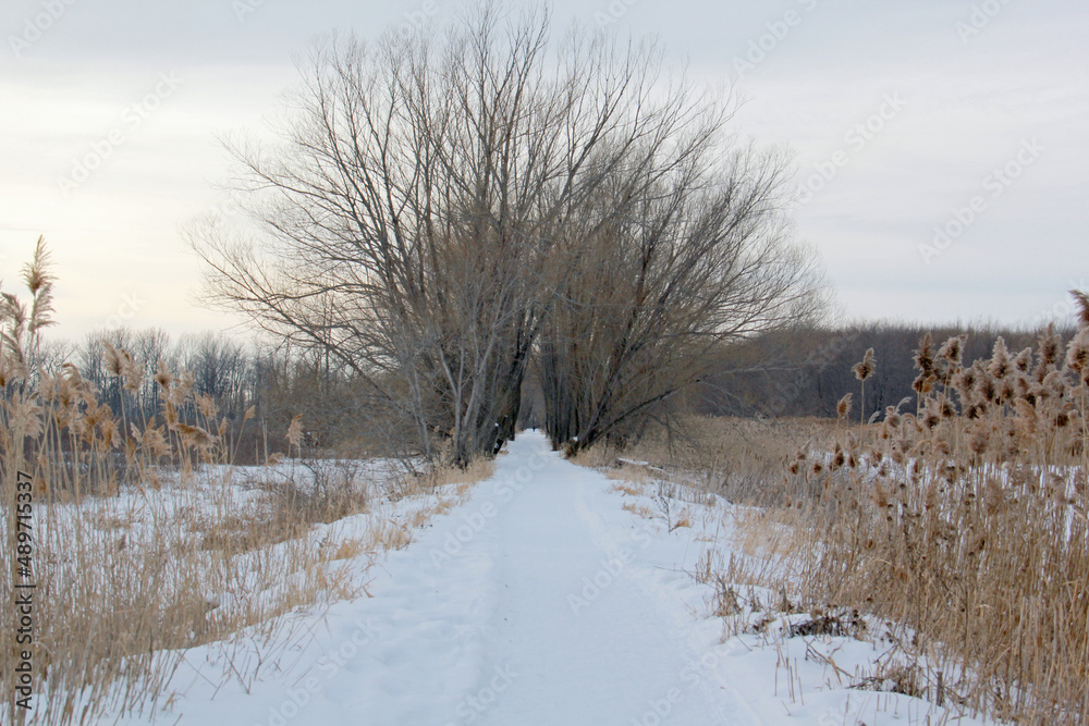 Winter snowy walking path in a park Winter snowy walking path in a park
