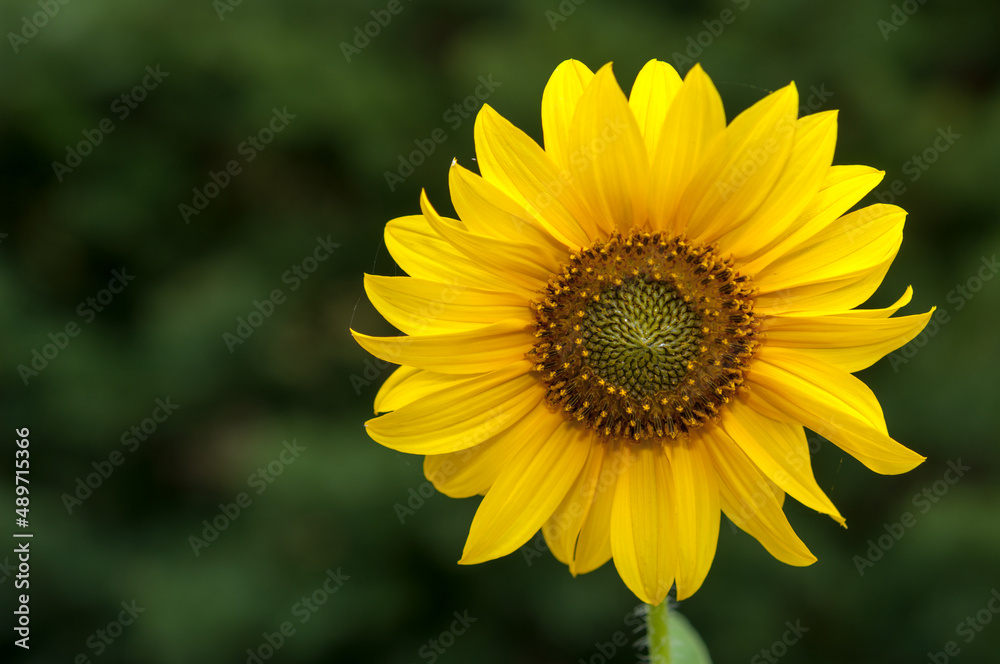 sunflower or Helianthus head isolated on a green background with blank space sunflower or Helianthus head isolated on a green background with blank space