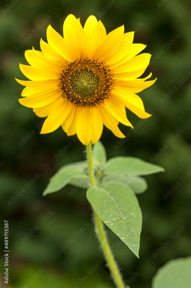 sunflower (Helianthus) on a green bokeh background sunflower (Helianthus) on a green bokeh background