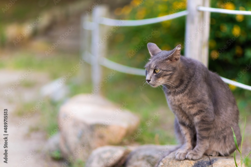 可愛らしい野生の猫が休憩をしている