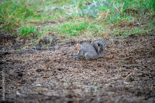 a grey squirrel (Sciurus carolinensis) searching out seeds and nuts, ground feeding