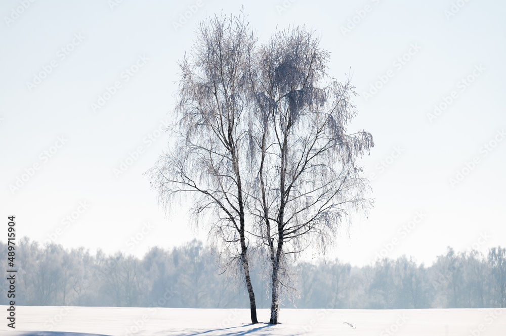 Fototapeta premium trees after freezing rain