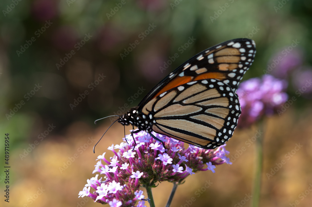 Danaus plexippus or Monarch butterfly on verbena blossom Danaus plexippus or Monarch butterfly on verbena blossom