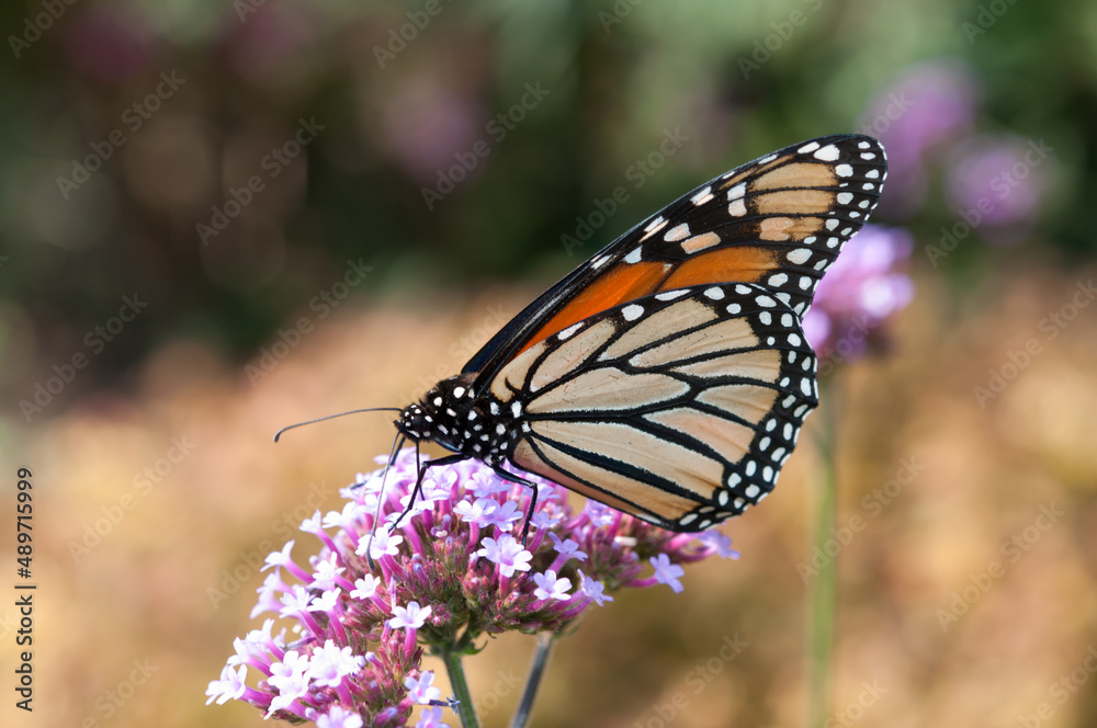 Danaus plexippus or Monarch butterfly close up on a verbena blossom Danaus plexippus or Monarch butterfly close up on a verbena blossom