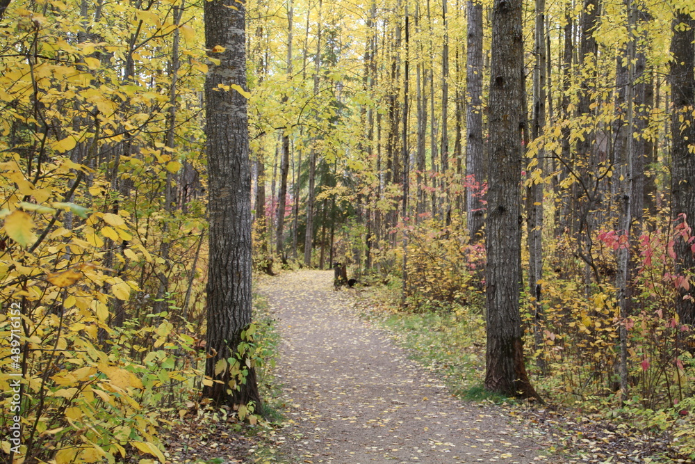 Obraz premium autumn in the forest