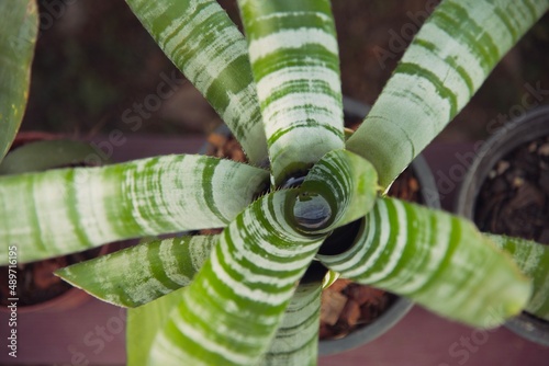 Slika na platnu bromeliad leaves, green tropical plants in the garden