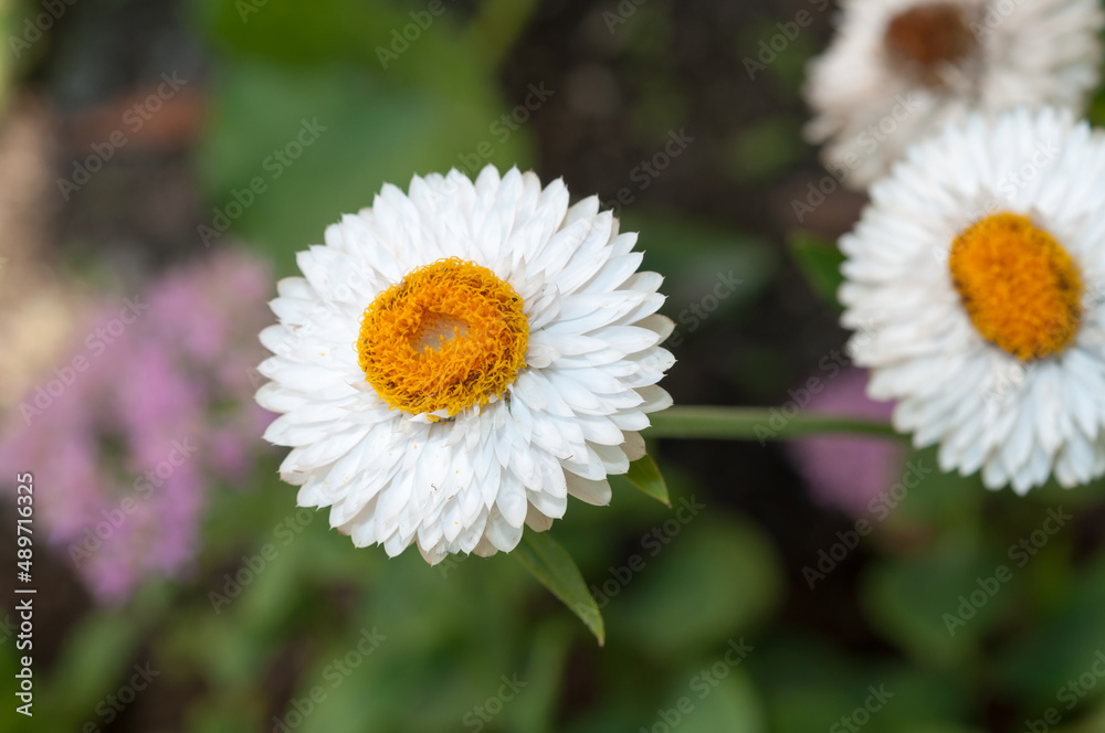 Obraz premium white Xerochrysum (also Bracteantha) known strawflower on a bokeh background