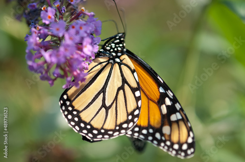 Danaus plexippus or Monarch butterfly in sunlight on Buddleja davidii © eugen