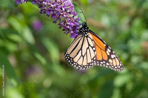 Danaus plexippus or Monarch butterfly clinging to a Buddleja davidii blossom