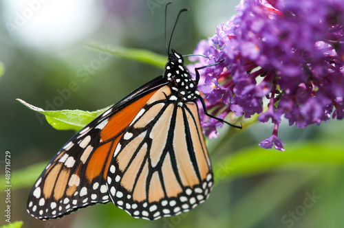 Danaus plexippus or Monarch butterfly on a Buddleja davidii blossom
