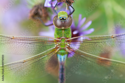 female green darner close up - dorsal view photo