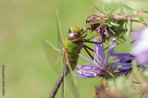 female green darner close up on a bokeh background photo