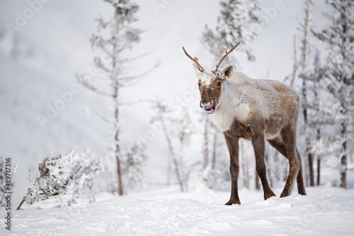Caribou des bois femelle (écotype montagnard) © rrichard29