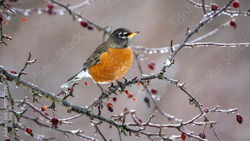 American robin in winter ice and snow covered cherry tree