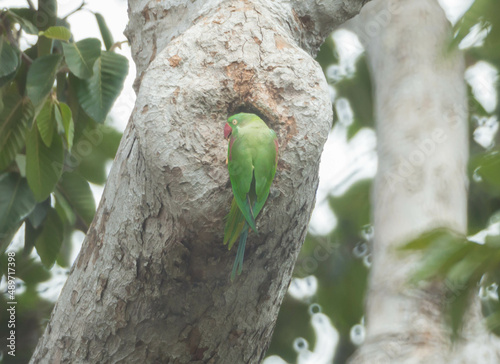 Alexandrine Parakeet