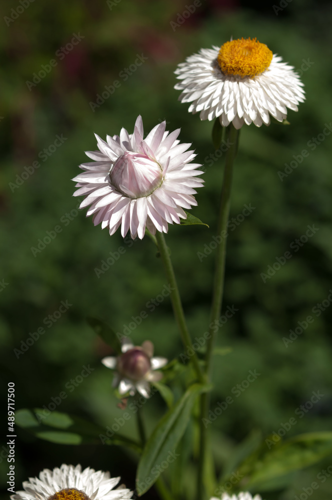 white Xerochrysum (also Bracteantha) known strawflower on a dark green background white Xerochrysum (also Bracteantha) known strawflower on a dark green background