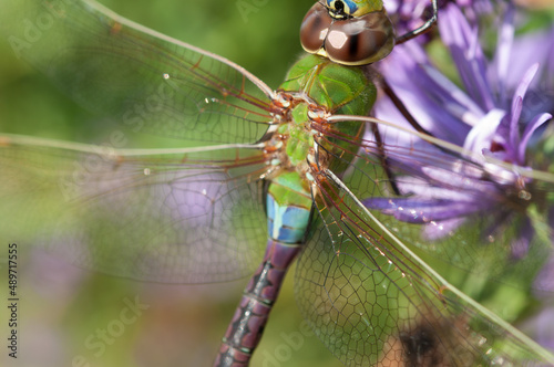 female green darner close up - detail of body and wing structure