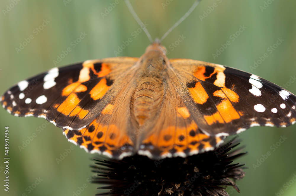 Vanessa cardui or commonly Vanessa cardui or commonly