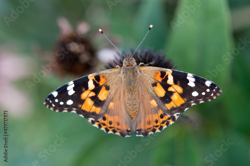 isolated Vanessa cardui or commonly "painted lady" on a green garden background (bokeh effect)