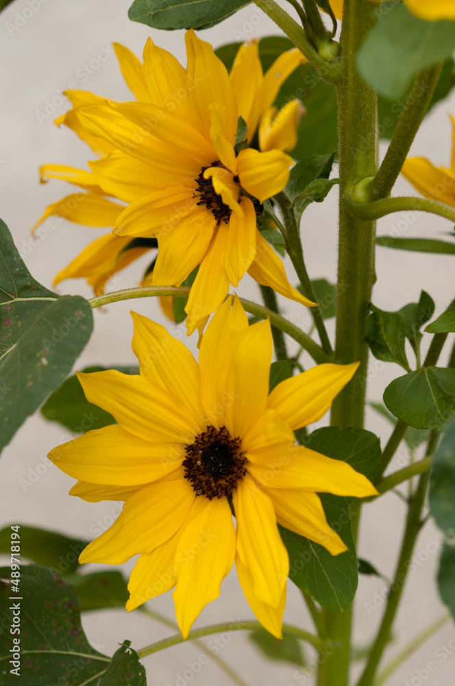 yellow flowers in the garden