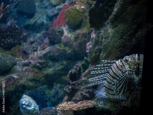 coral reef in the sea. Scorpion fish. Lion fish.