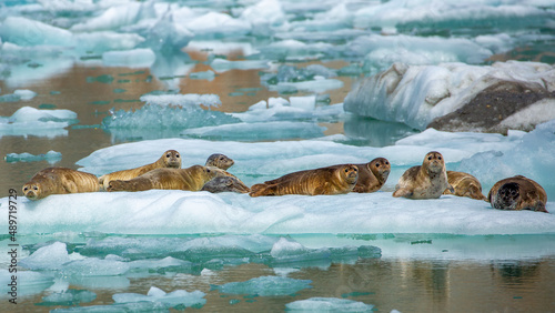 Harbor Seals, Tracy Arm, Alaska