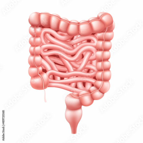 Intestines. Realistic 3d vector illustration of small and large intestine. Human internal organ, digestive tract. Vector illustration isolated on white background.