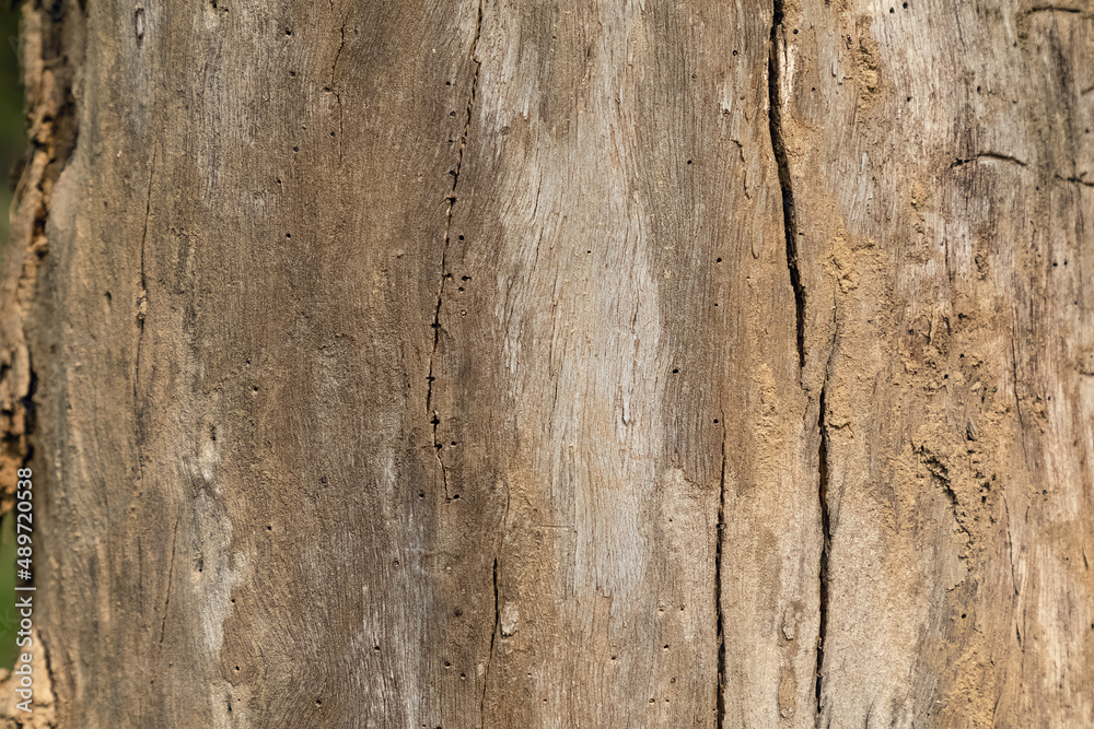Eucalyptus bark texture background. close up. macro.