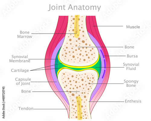 Joint anatomy. Knee diagram, colored structure. Elbow parts. Cross section, synovial fluid membrane, enthesis, bursa, cartilage, capsule bone. Disease symptom Skeletal medical draw illustration vector photo