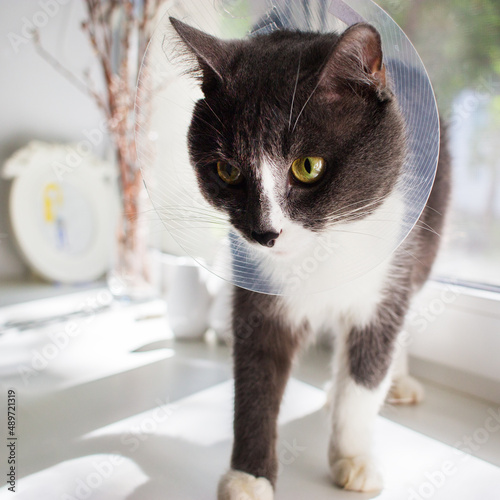 Fototapeta Naklejka Na Ścianę i Meble -  sick grey cat patient