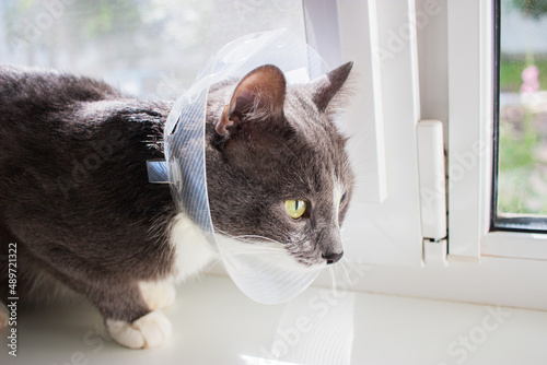 sick grey cat patient photo