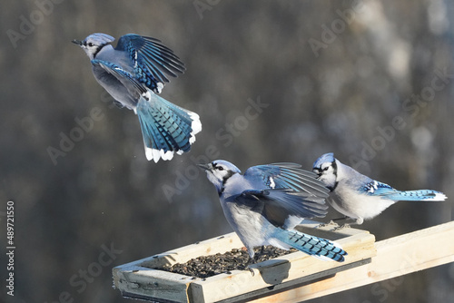 Blue jays fighting and flapping over food on an overcast winter day with forest background