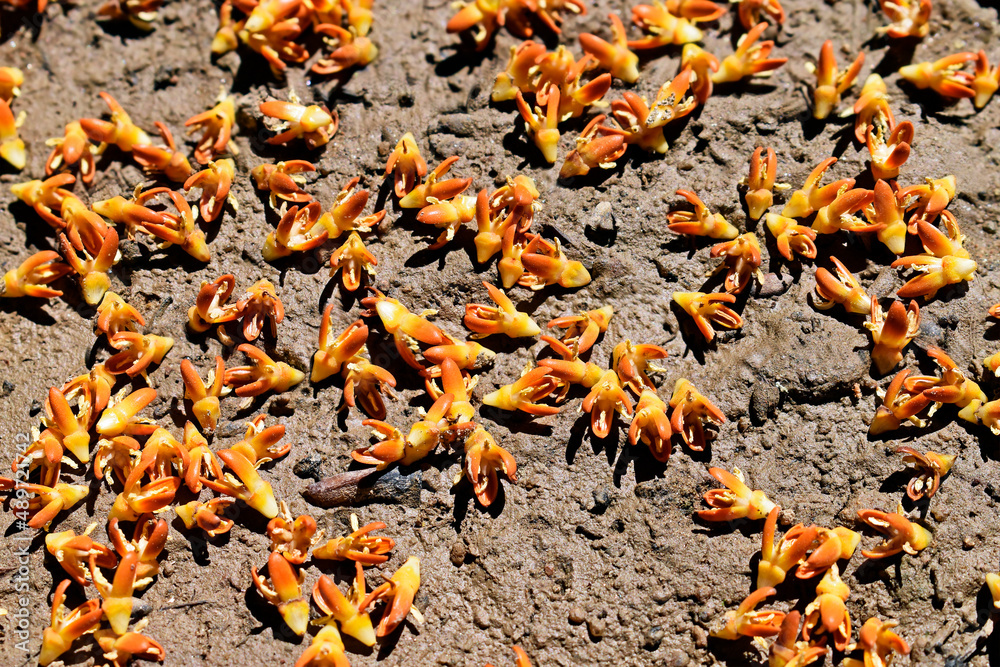 Moriche palm (Mauritia flexuosa) flowers on soil