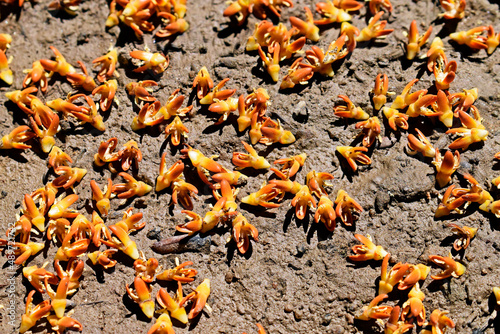 Moriche palm (Mauritia flexuosa) flowers on soil photo