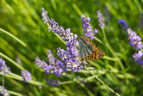 Silver-washed Fritillary butterfly  Argynnis paphia  sitting on lavender in Zurich  Switzerland