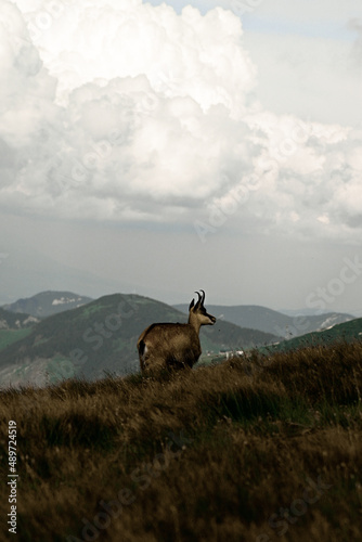 Fototapeta Naklejka Na Ścianę i Meble -  12 Mountains landscape