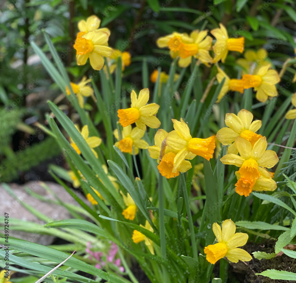 daffodils in the garden daffodils in the garden