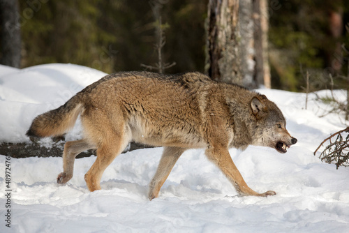  Wild life. Wolf in the forest. The animal bares its teeth. Anger, aggression. Winter landscape. Life of animals.