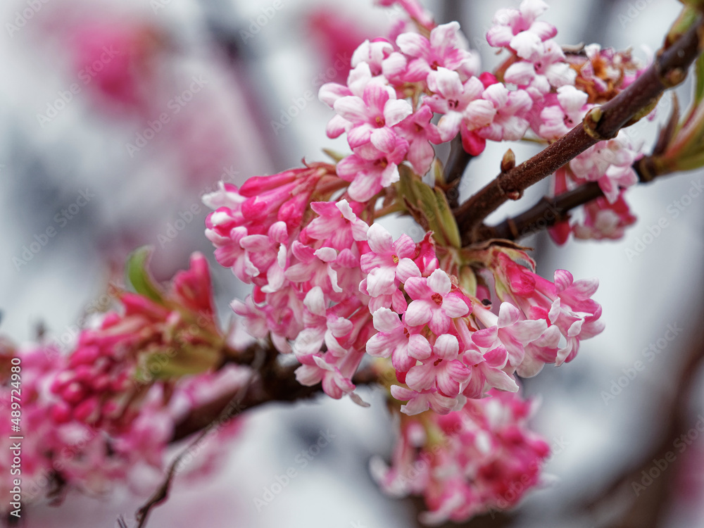 Viorne Bodnant ou Viburnum ×bodnantense - Gros plan sur un rameau  brun-rouge et nu portant des fleurs tubulaires en bouquet arrondi rose pâle  à blanc Photos | Adobe Stock