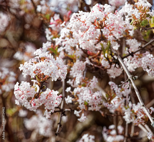 Viburnum ×bodnantense | La viorne Bodnant, arbuste touffu à boutons floraux rouge puis floraison tubulaire blanche et rose pâle en bouquets et grappes arrondies au bout de rameaux brun-rouge nus